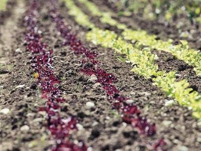 Schlossgut Oberambach