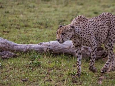 Nkomazi Game Reserve