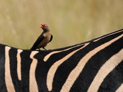 Morokolo Safari Lodge