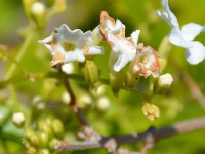 Augusta Courtyard Motel