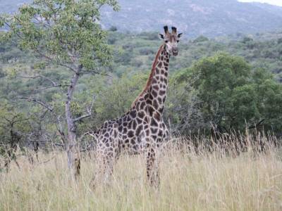 aha Bongani Mountain Lodge
